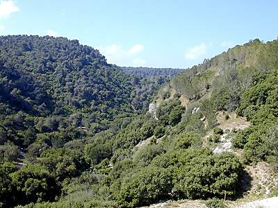 Mount Carmel forests